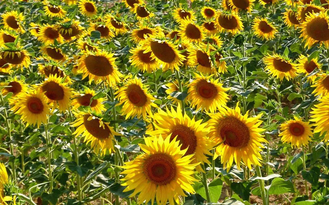 Sunflower Tour in Tuscany: my favorite!